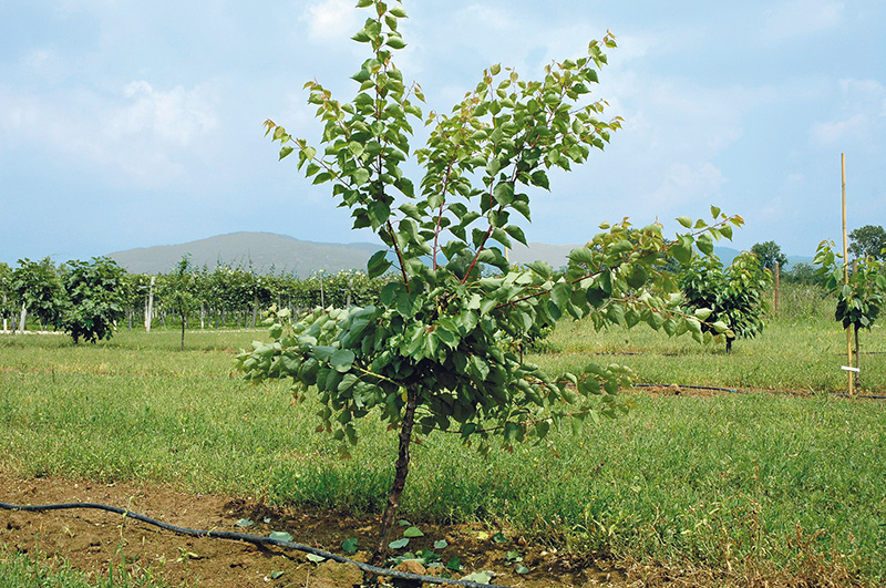 LA POTATURA DELL'ALBICOCCO: TANTE CULTIVAR, DIVERSI INTERVENTI - Campagnola