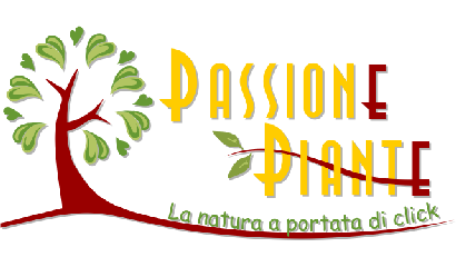 logo-definitivo