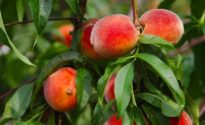 Peaches on a tree between green leaves