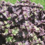 coleus-stained-glassworks-plum-frost