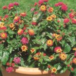 lantana-ingelsheim