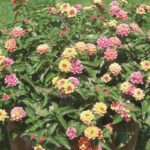 lantana-licia