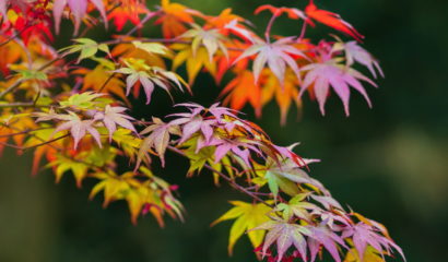 acer-palmatum