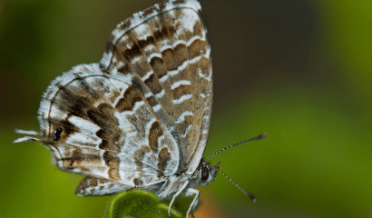 licena-del-geranio-Cacyreus-marshalli