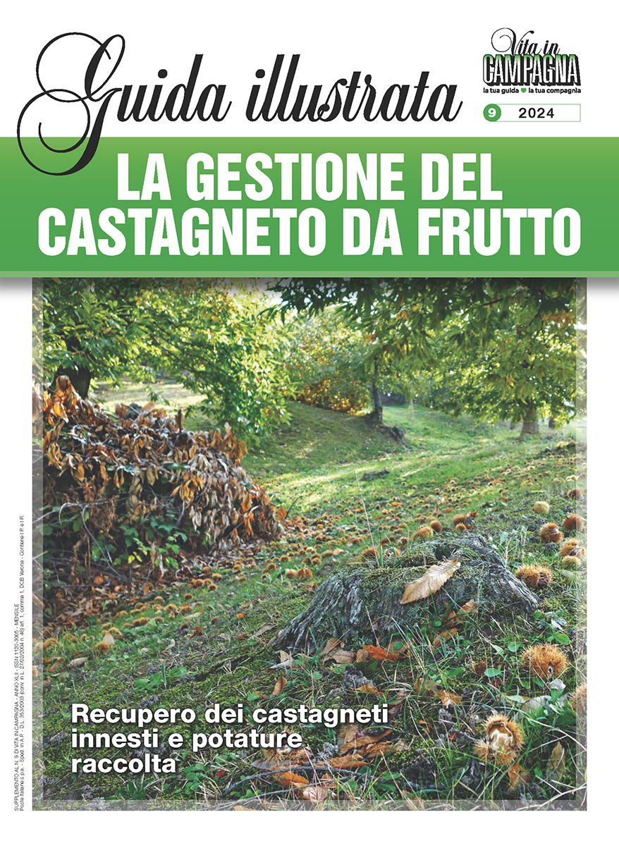 castagneto-da-frutto-vita-in-campagna-settembre-2024