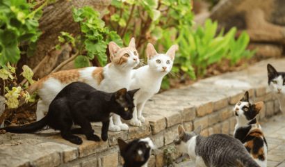 Adottare un amico a quattro zampe: un gesto d’amore che cambia due vite