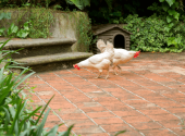 galline-in-giardino