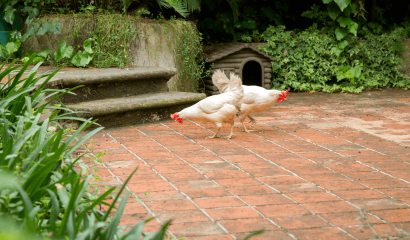 galline-in-giardino