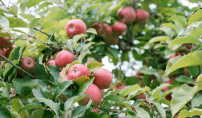 mele-fuji-albero