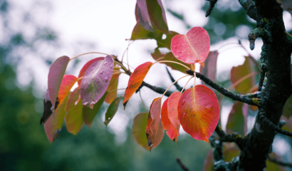 pero-autunno-foglie