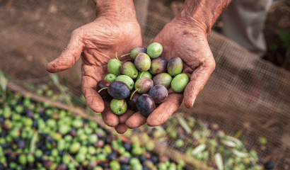 raccolta-olive-olio