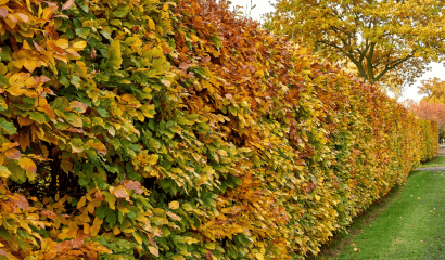 siepe-carpinus-betulus