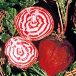 barbabietola-tonda-chioggia