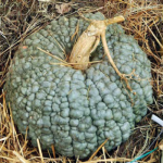 zucca-marina-chioggia